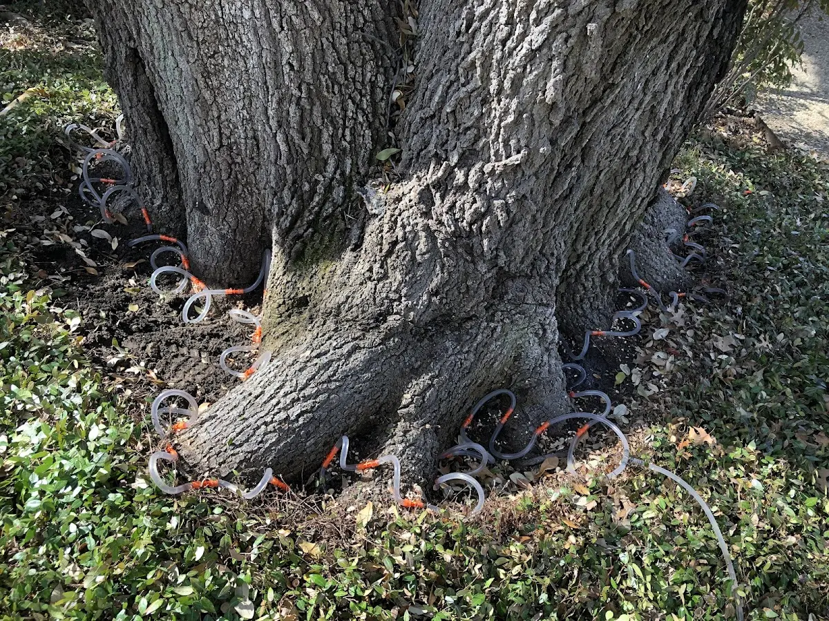 Detailed Shrub and Hedge Trimming job site in Conrath