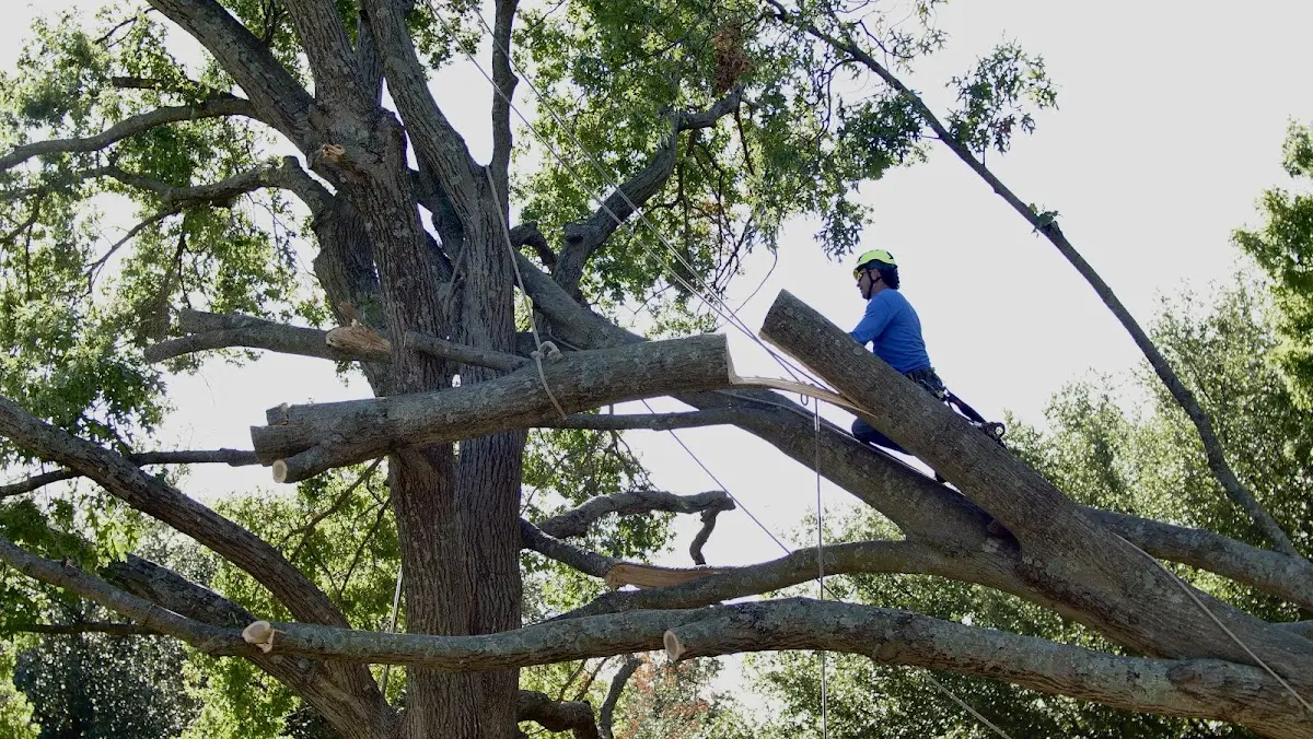 Professional Crown Thinning performed by certified arborists in Conrath