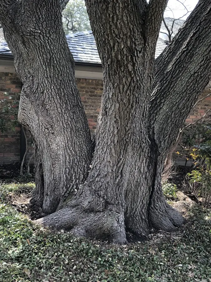 Mature heritage tree close to a Conrath property cared for by certified arborists