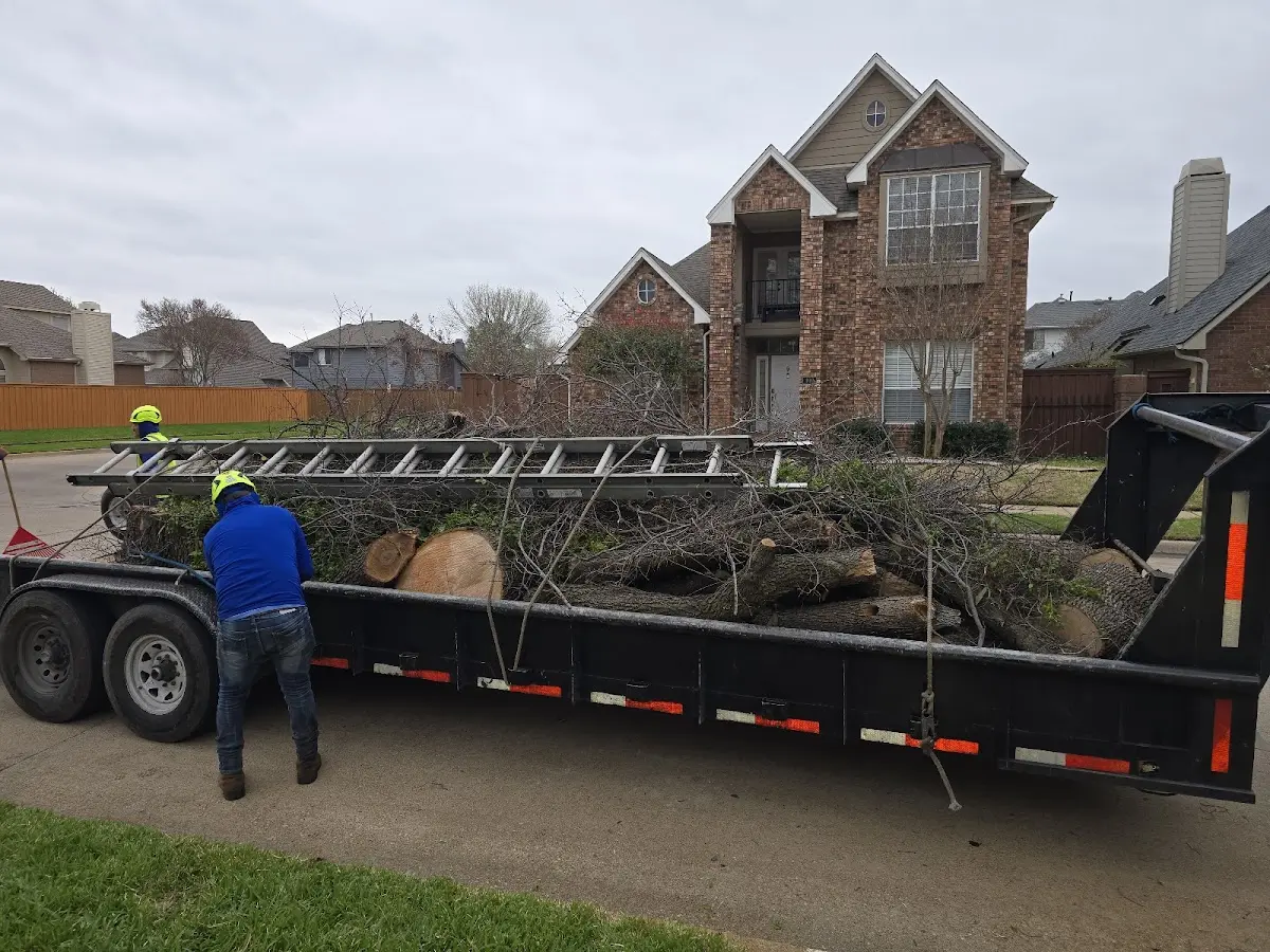 Expert Tree Pest Control with proper safety equipment in Conrath
